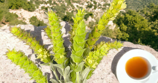 Griechischer Bergtee | Wirkung und Anwendung