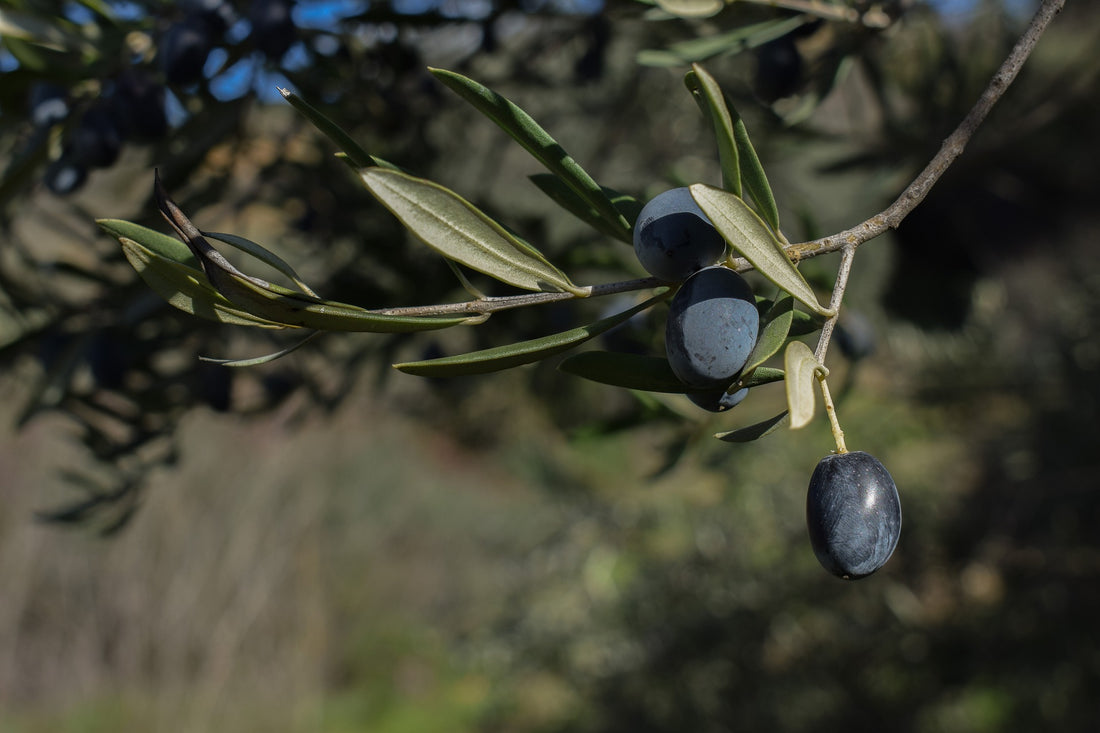 Sagenhaft, so soll die Olive in die Welt gekommen sein