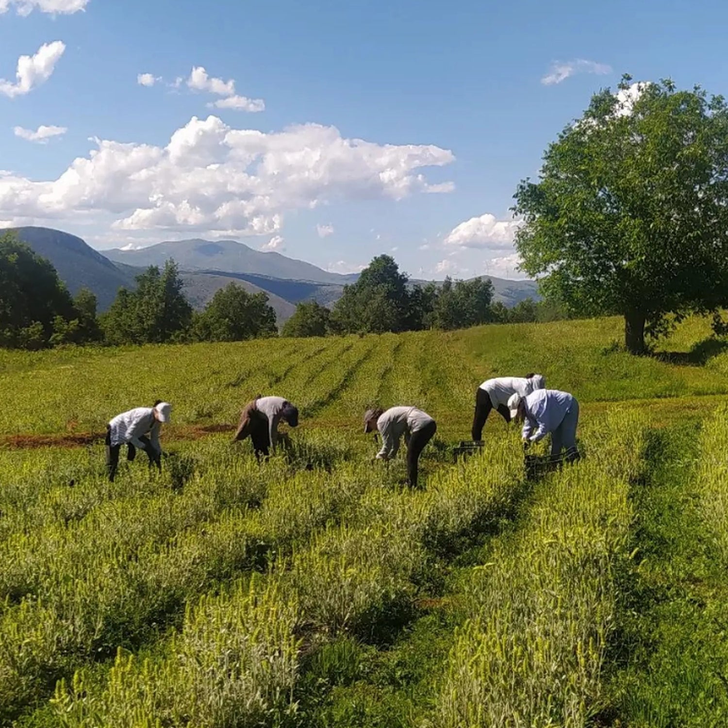 Bergtee Ernte 2024 Kozani