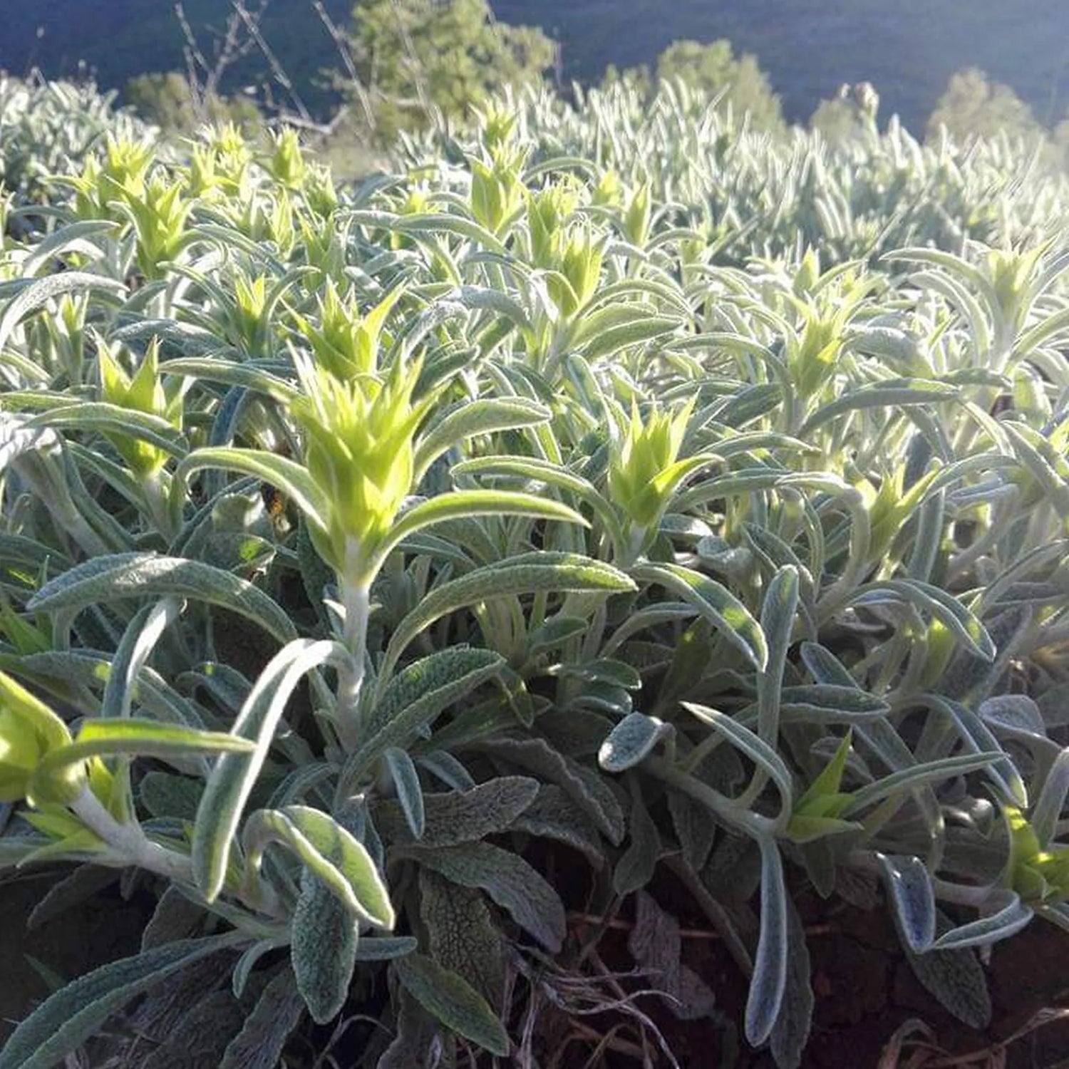 die Blüten von griechischem Bergtee